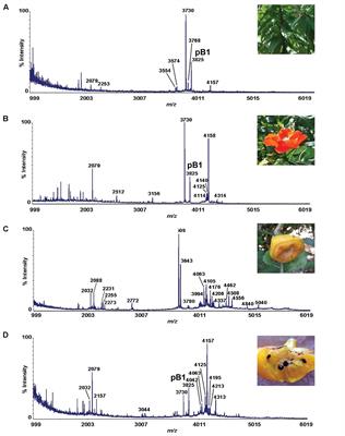 Bleogens: Cactus-Derived Anti-Candida Cysteine-Rich Peptides with Three Different Precursor Arrangements